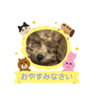 トイプードルのLatte（個別スタンプ：12）
