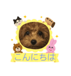 トイプードルのLatte（個別スタンプ：24）
