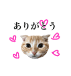 スコの子猫の 日常スタンプ（個別スタンプ：1）