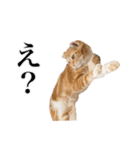 スコの子猫の 日常スタンプ（個別スタンプ：3）