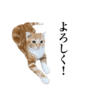 スコの子猫の 日常スタンプ（個別スタンプ：5）