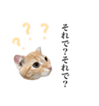 スコの子猫の 日常スタンプ（個別スタンプ：8）