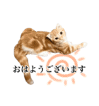 スコの子猫の 日常スタンプ（個別スタンプ：10）
