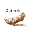 スコの子猫の 日常スタンプ（個別スタンプ：11）
