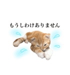スコの子猫の 日常スタンプ（個別スタンプ：13）