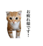 スコの子猫の 日常スタンプ（個別スタンプ：14）