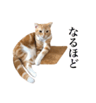 スコの子猫の 日常スタンプ（個別スタンプ：15）