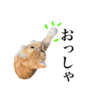 スコの子猫の 日常スタンプ（個別スタンプ：16）