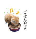 スコの子猫の 日常スタンプ（個別スタンプ：17）