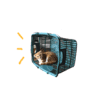 スコの子猫の 日常スタンプ（個別スタンプ：18）