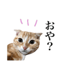 スコの子猫の 日常スタンプ（個別スタンプ：19）