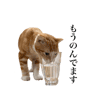 スコの子猫の 日常スタンプ（個別スタンプ：20）