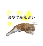 スコの子猫の 日常スタンプ（個別スタンプ：21）