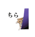 スコの子猫の 日常スタンプ（個別スタンプ：22）