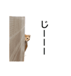 スコの子猫の 日常スタンプ（個別スタンプ：23）