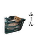 スコの子猫の 日常スタンプ（個別スタンプ：24）
