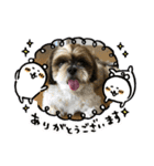 シーズー犬ぽぽ4（個別スタンプ：1）