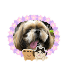 シーズー犬ぽぽ4（個別スタンプ：3）