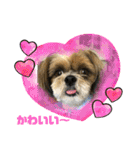 シーズー犬ぽぽ4（個別スタンプ：4）