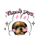 シーズー犬ぽぽ4（個別スタンプ：6）