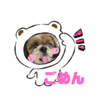 シーズー犬ぽぽ4（個別スタンプ：7）