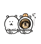 シーズー犬ぽぽ4（個別スタンプ：8）
