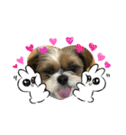 シーズー犬ぽぽ4（個別スタンプ：9）