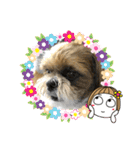 シーズー犬ぽぽ4（個別スタンプ：11）