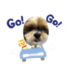 シーズー犬ぽぽ4（個別スタンプ：18）