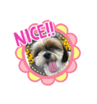 シーズー犬ぽぽ4（個別スタンプ：19）