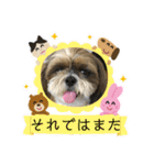 シーズー犬ぽぽ4（個別スタンプ：20）
