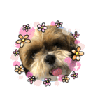 シーズー犬ぽぽ4（個別スタンプ：21）