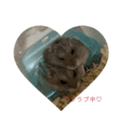 チンチラ×ハム2匹（個別スタンプ：4）