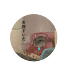 チンチラ×ハム2匹（個別スタンプ：6）