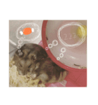 チンチラ×ハム2匹（個別スタンプ：7）