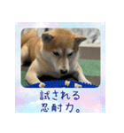 柴犬教授レイさんの日常目録。（個別スタンプ：1）