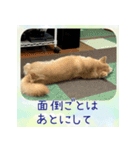 柴犬教授レイさんの日常目録。（個別スタンプ：2）
