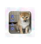 柴犬教授レイさんの日常目録。（個別スタンプ：3）