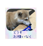 柴犬教授レイさんの日常目録。（個別スタンプ：4）