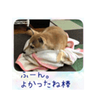 柴犬教授レイさんの日常目録。（個別スタンプ：5）