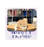 柴犬教授レイさんの日常目録。（個別スタンプ：6）