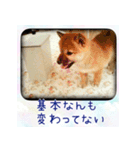 柴犬教授レイさんの日常目録。（個別スタンプ：7）