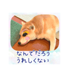 柴犬教授レイさんの日常目録。（個別スタンプ：8）