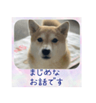 柴犬教授レイさんの日常目録。（個別スタンプ：9）