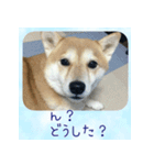 柴犬教授レイさんの日常目録。（個別スタンプ：10）