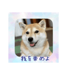 柴犬教授レイさんの日常目録。（個別スタンプ：11）