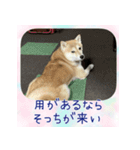 柴犬教授レイさんの日常目録。（個別スタンプ：12）