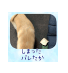 柴犬教授レイさんの日常目録。（個別スタンプ：13）