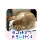 柴犬教授レイさんの日常目録。（個別スタンプ：14）