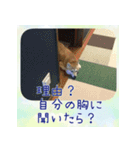 柴犬教授レイさんの日常目録。（個別スタンプ：15）